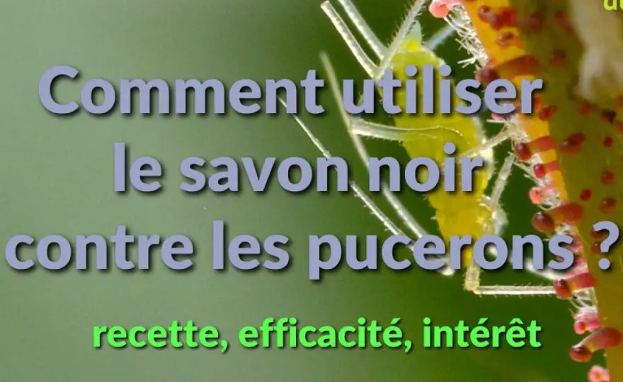 Savon noir pucerons - Le guide pour une efficacité maximale