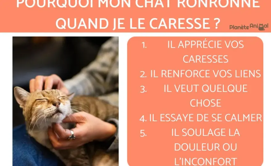 Mon chat ronronne fort - Bonheur ou problème ? Découvrez la vérité !