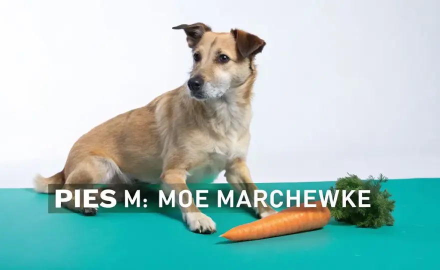 Czy pies może jeść marchew? Bezpieczny przewodnik