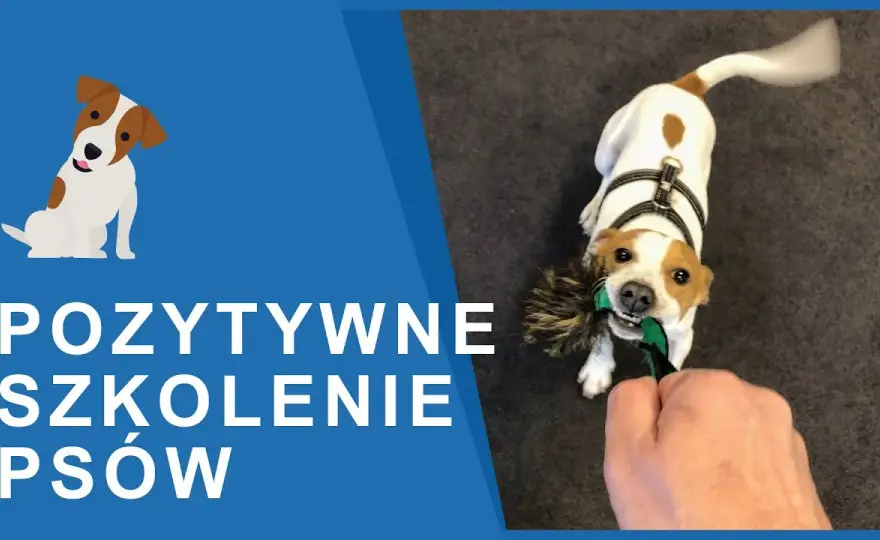 Tresura Jack Russell Terriera: Klucz do posłuszeństwa i szczęścia psa?