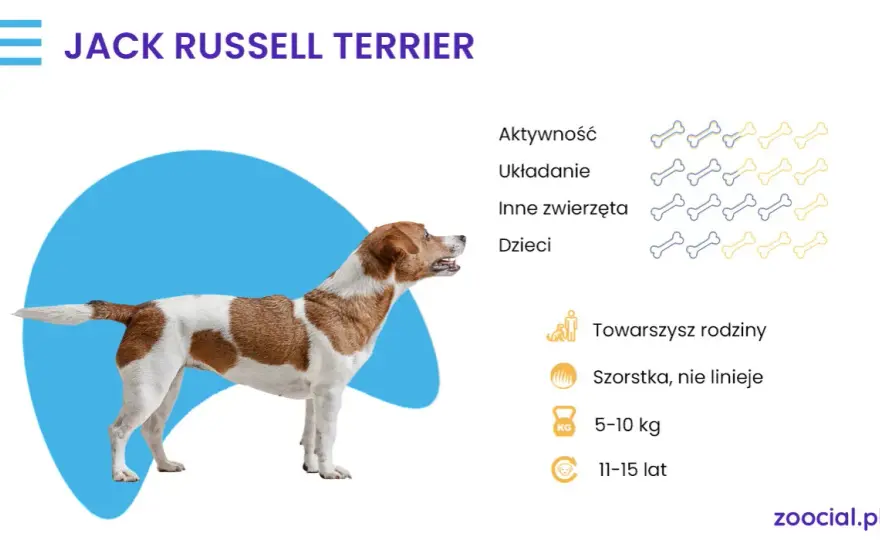 Stojące uszy u jack russell terriera - czy to wada czy zaleta rasy?