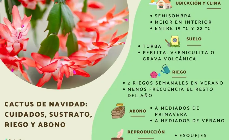 Cactus de Navidad - Guía para que florezca siempre