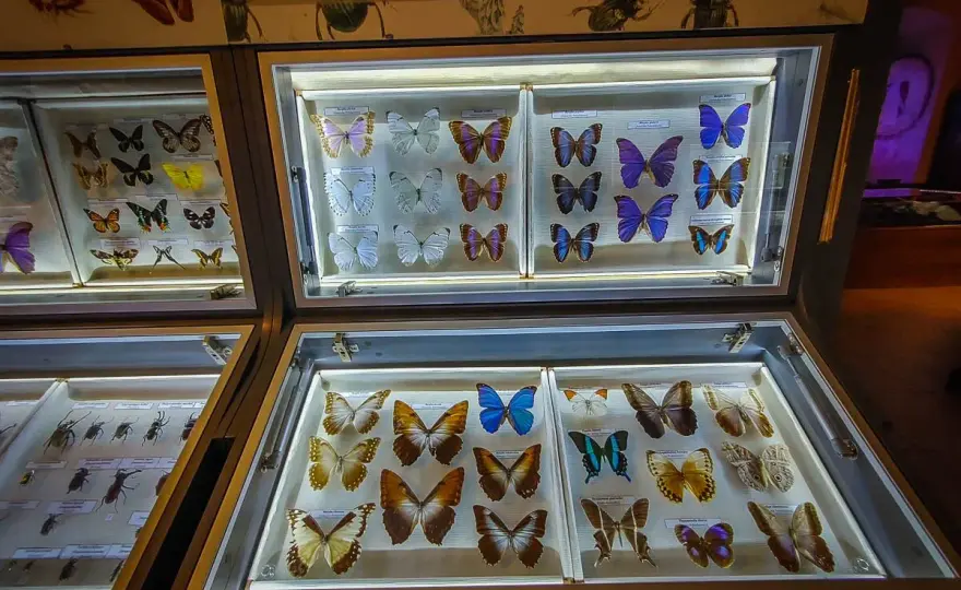 Muzeum przyrodnicze - Jak wybrać i co warto wiedzieć?