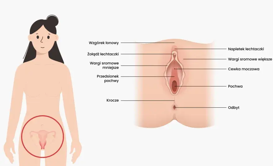 Łechtaczka gdzie jest? Budowa, położenie i ważne sygnały