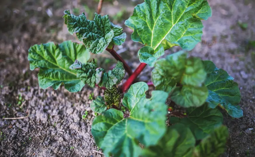 Planter la rhubarbe au potager et réussir sa reprise