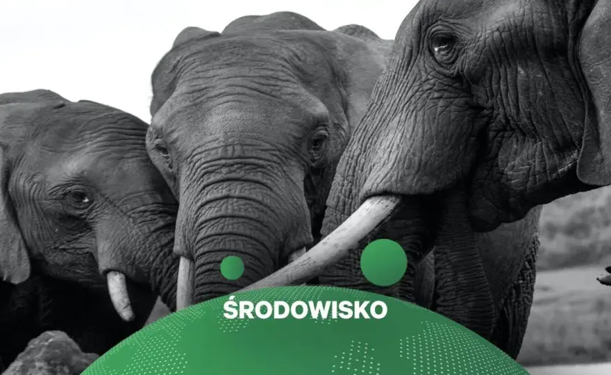 Ile słoni żyje na świecie - Szacunki, zagrożenia, ochrona
