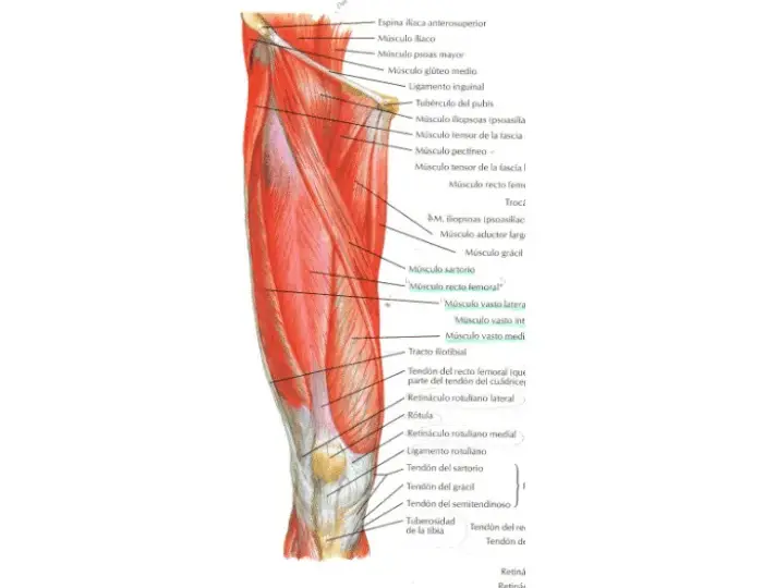 Todo sobre el músculo anterior del muslo: funciones y anatomía esenciales