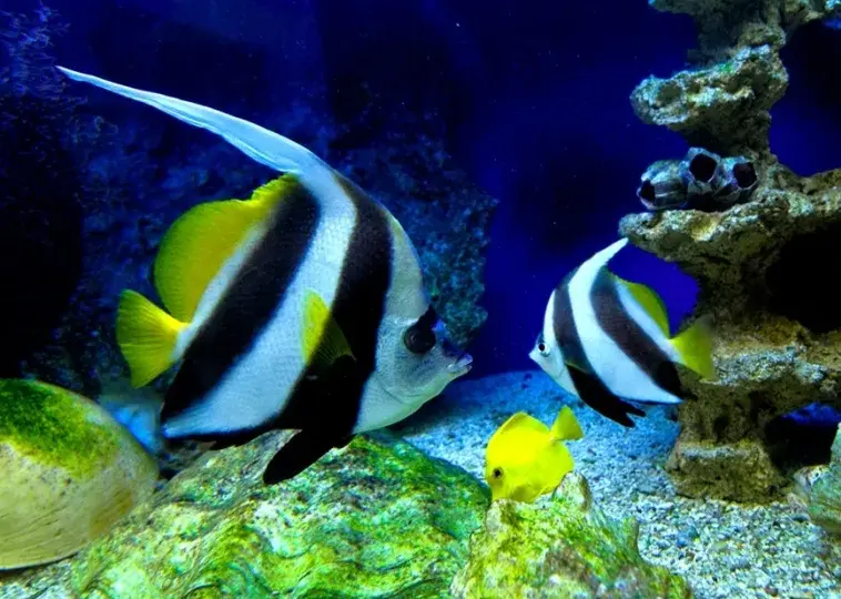 Oceanarium Międzyzdroje - nie przegap wyjątkowych atrakcji i godzin otwarcia