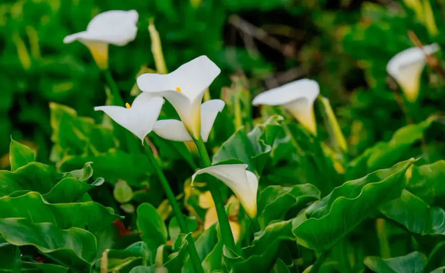 Calla - Réussir sa culture sans effort : Guide complet