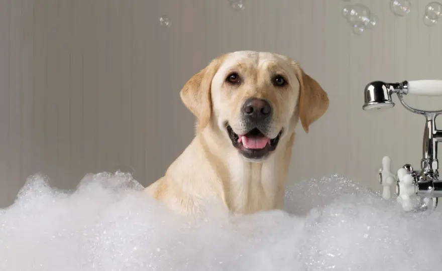 Hund baden ohne Stress - Schritt für Schritt zur sauberen Pflege