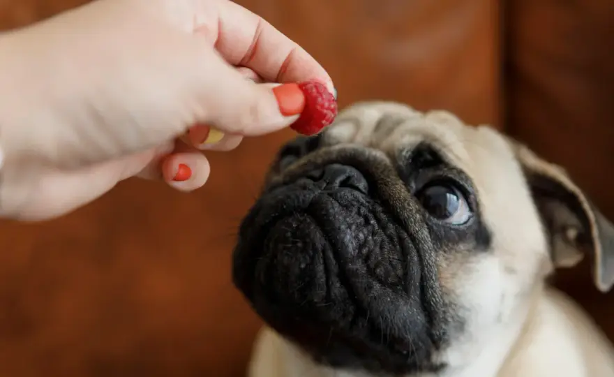 Dürfen Hunde Himbeeren essen? Das solltest du wissen