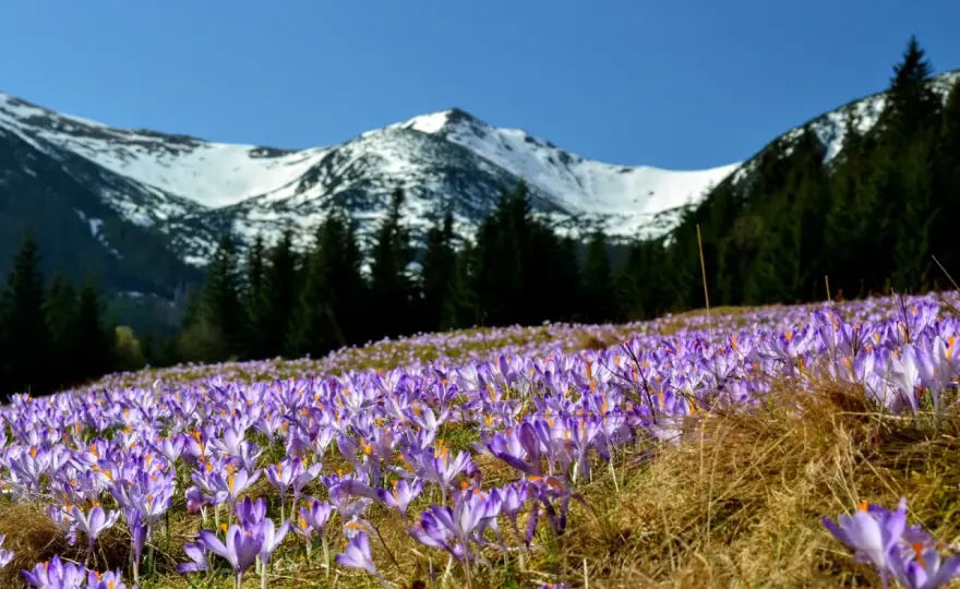 Kalatówki - Tatry Zachodnie, krokusy, schronisko. Jak planować?