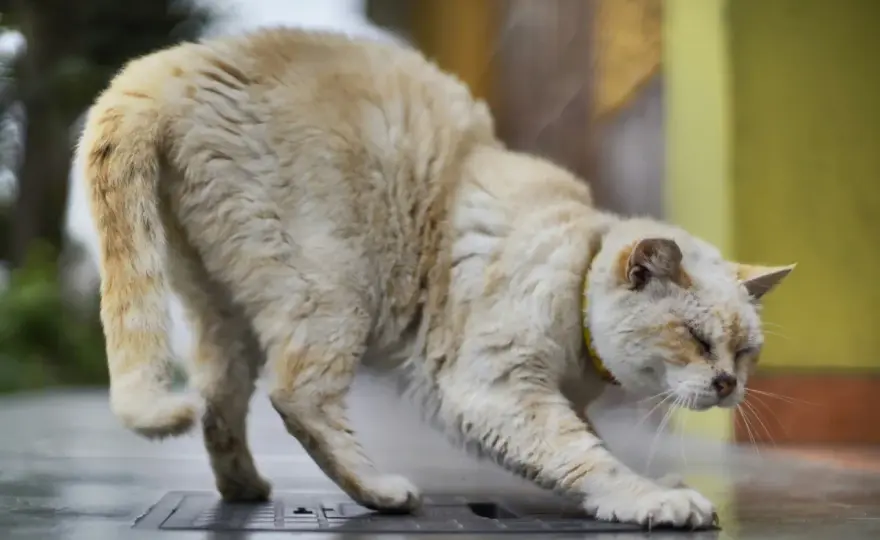 Chat paralysé arrière - Urgence vitale? Agissez vite!