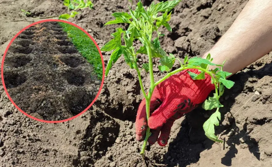 Jaka ziemia do pomidorów - Jakie pH i podłoże zapewnią obfite plony?