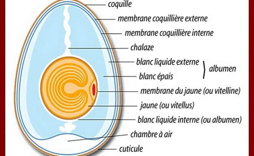 Composition de l’œuf - ce qu’il apporte vraiment et comment le cuire