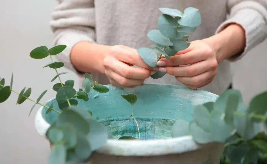 Eukalyptus trocknen richtig - Lufttrocknen oder Glycerin?