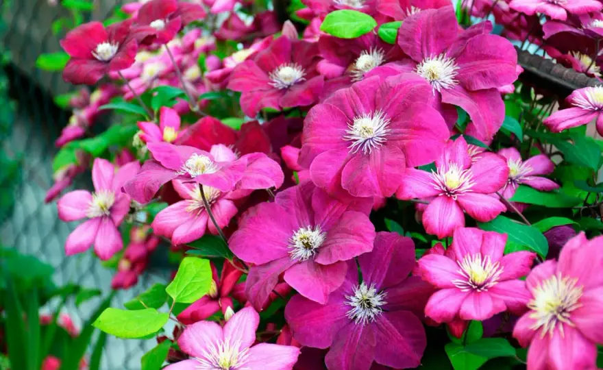 Klematis spaljé - Så lyckas du med blommande väggar