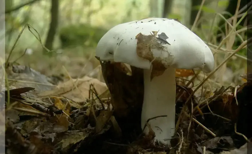 Jak rozpoznać gąskę gołębią? Wszystko o grzybie i jego występowaniu