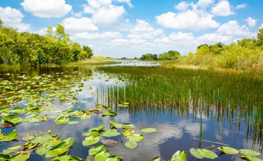 Everglades in Florida - die beste Reisezeit und die richtigen Eingänge