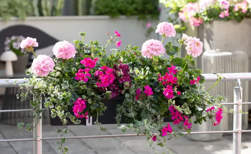 Białe pelargonie - jak dbać, by kwitły całe lato?