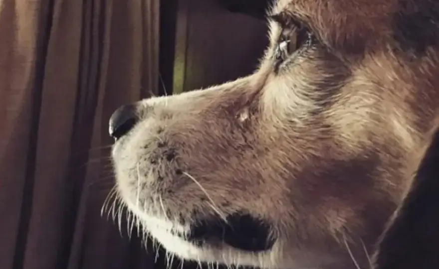 ¿Los perros lloran? Descubre la verdad y cuándo preocuparte