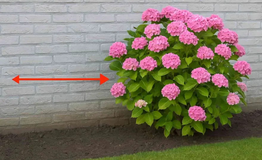 Planter un hortensia - Le guide complet pour une floraison réussie