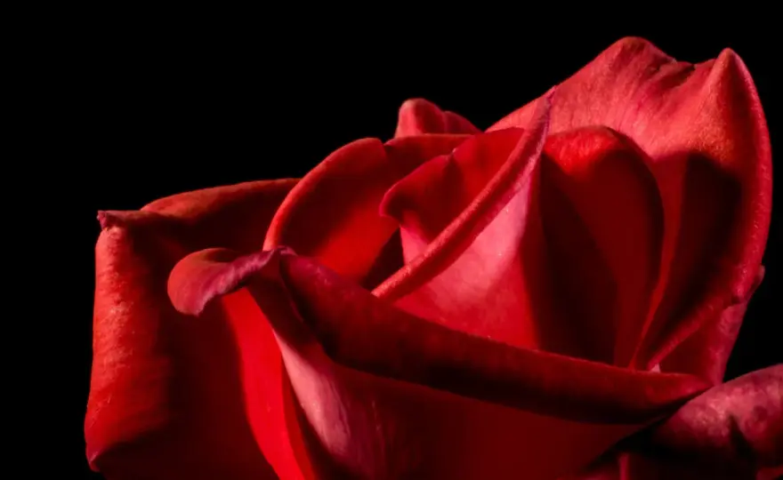 Soñar con rosas rojas - ¿Qué significa realmente?