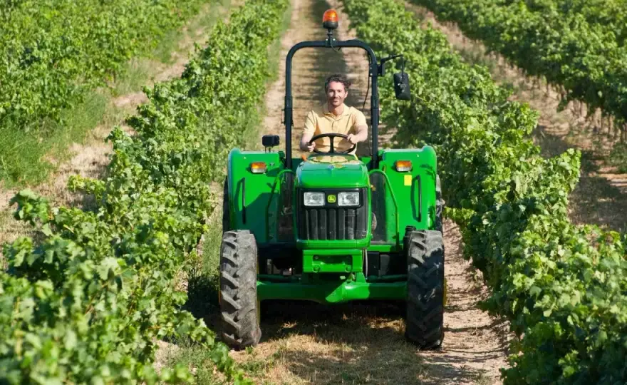 Kiedy zrywać winogron na wino, aby uniknąć złej jakości trunku?
