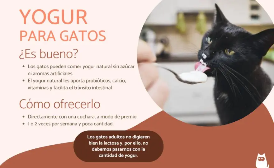 ¿Gatos y yogur? Lo que debes saber para su digestión