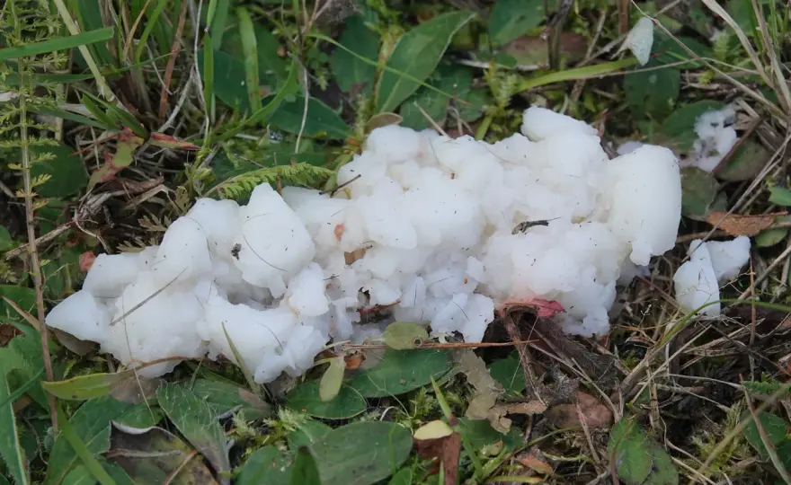 Śluzowce - Czym są i dlaczego nie są grzybami?