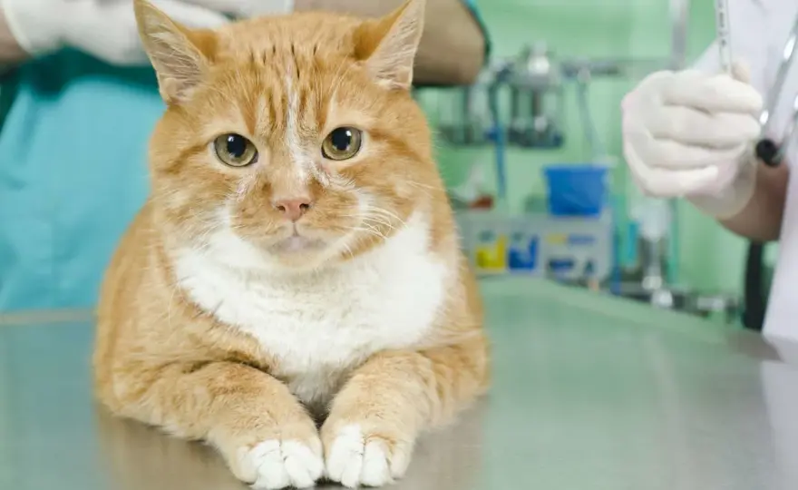 Stérilisation chatte - L'âge idéal et les bénéfices clés