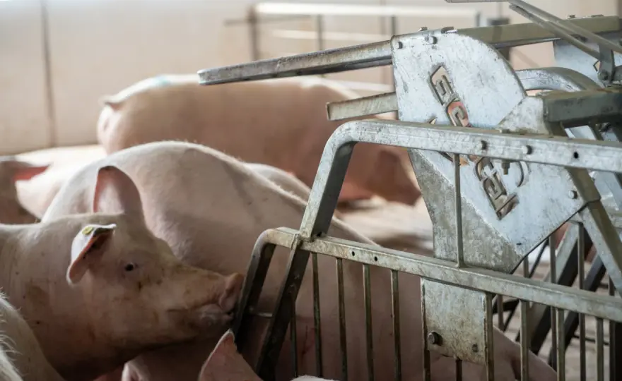 Truie gestante - Optimisez la gestation, sécurisez la portée