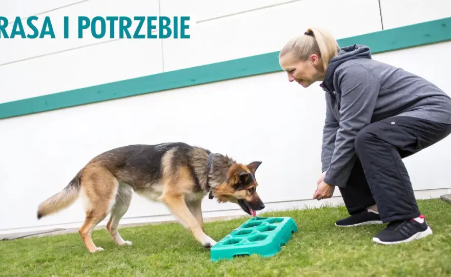 Pies piszczy sam w domu? Skuteczny trening - Poradnik