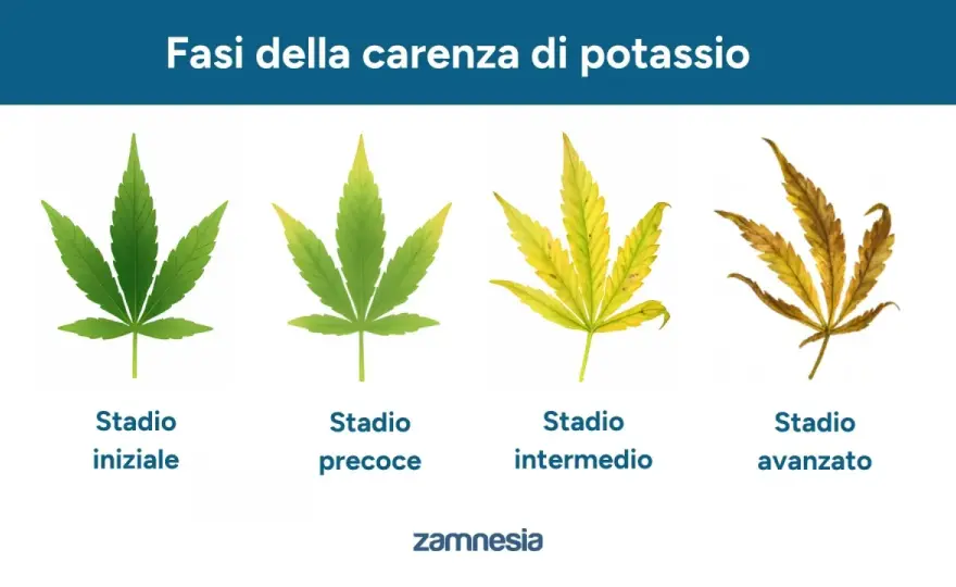 Eccesso di potassio nelle piante - sintomi e rimedi