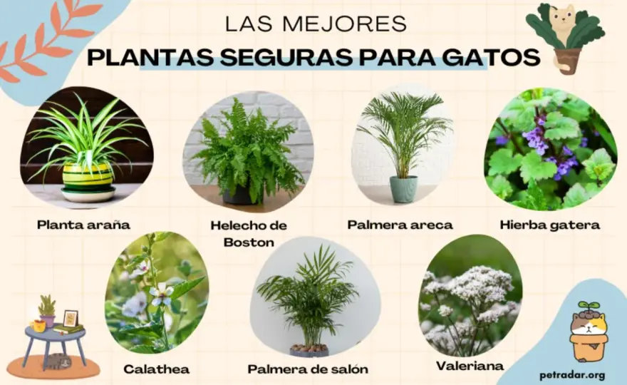 Helechos y gatos - ¿Cuáles son seguros y cuáles evitar?