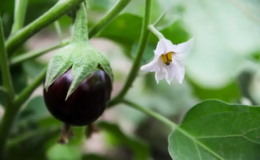 Afidi sulle melanzane, come riconoscerli e fermarli