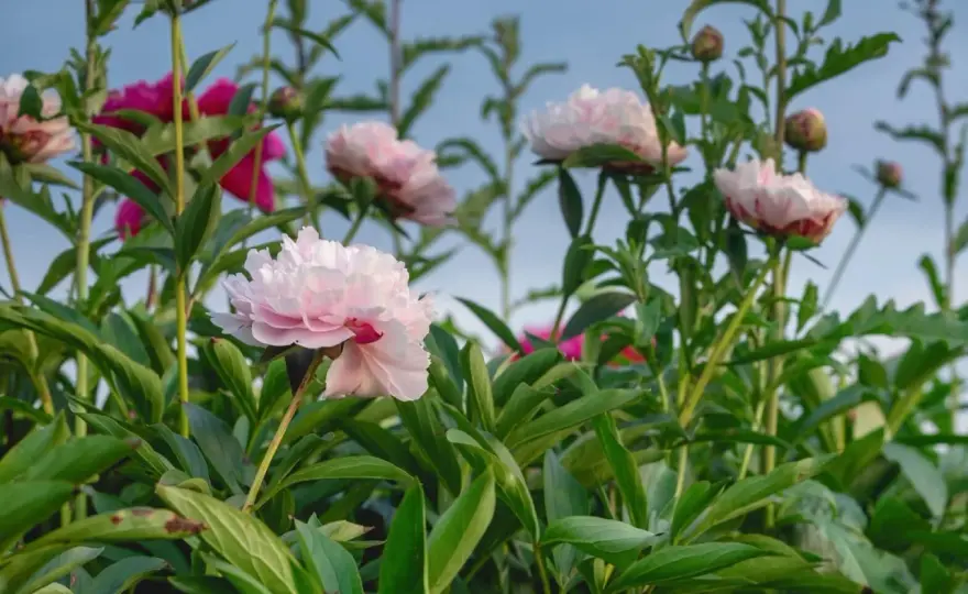 Floraison pivoines - Quand, pourquoi et comment les faire fleurir