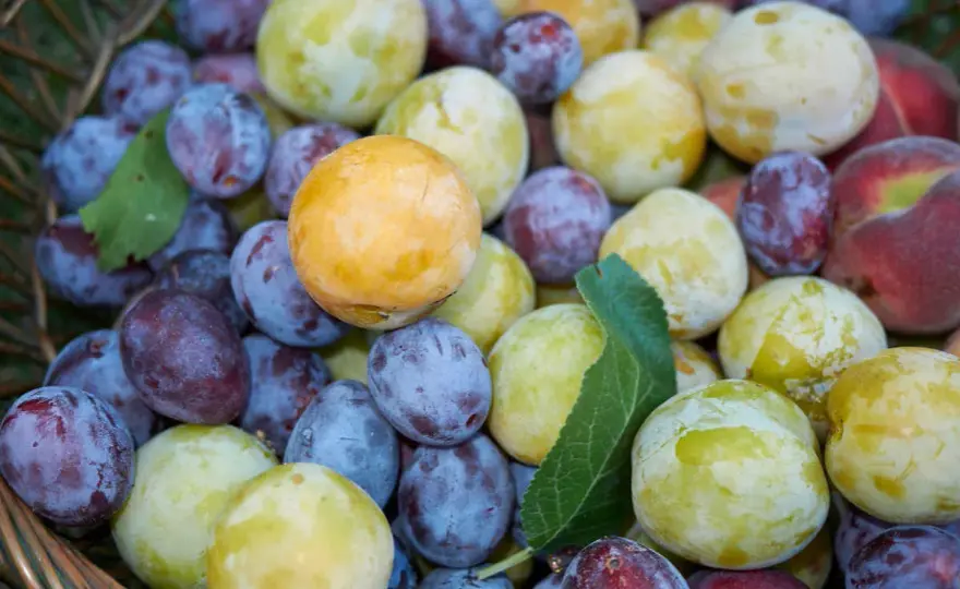 Quel prunier choisir pour son jardin ? Variétés et conseils