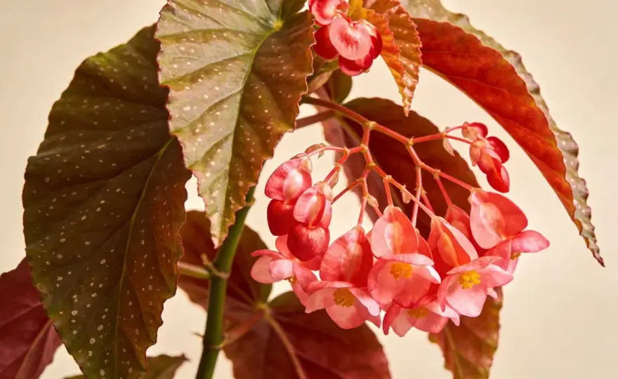 Bégonia d’intérieur - les bons gestes pour le garder florissant