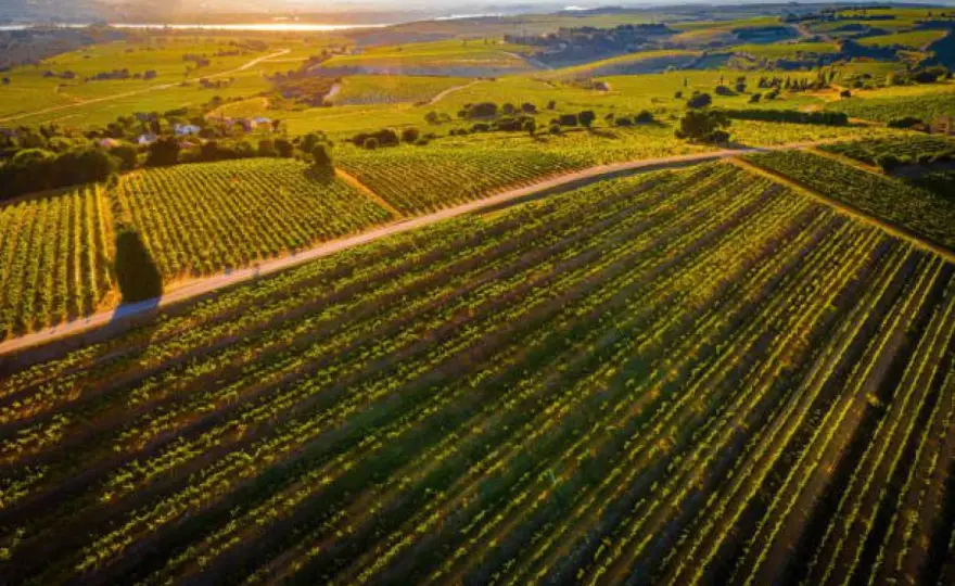 Millésimes Châteauneuf-du-Pape - Le guide pour bien choisir