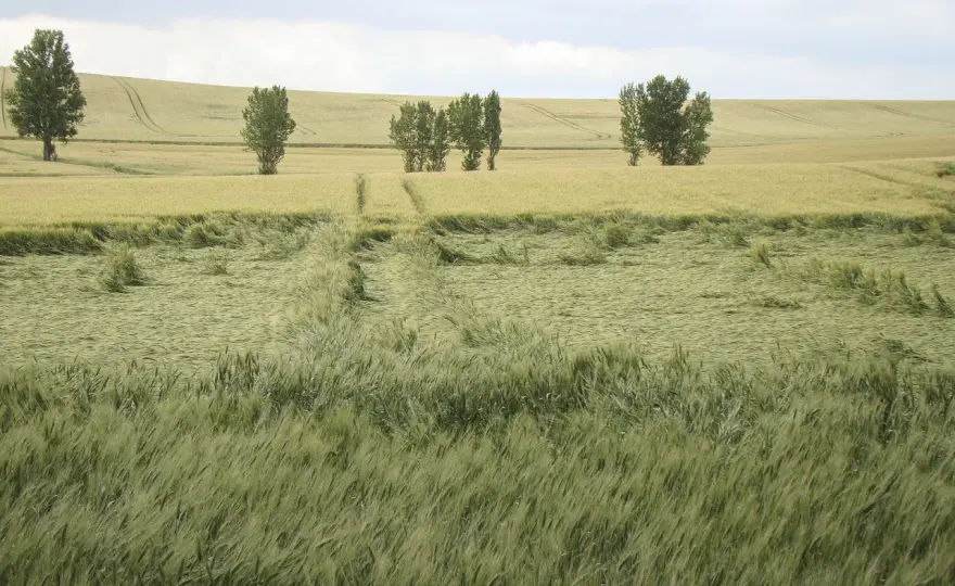 Verse des céréales - Évitez les pertes - Causes et solutions