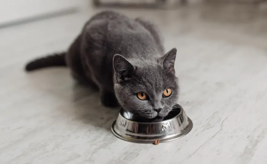 Katzenfutter selber machen - sicher, ausgewogen und alltagstauglich