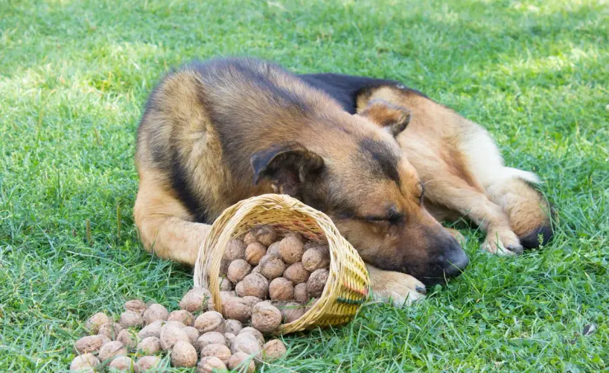 Czy pies może jeść orzechy? Sprawdź, co mu zaszkodzi!