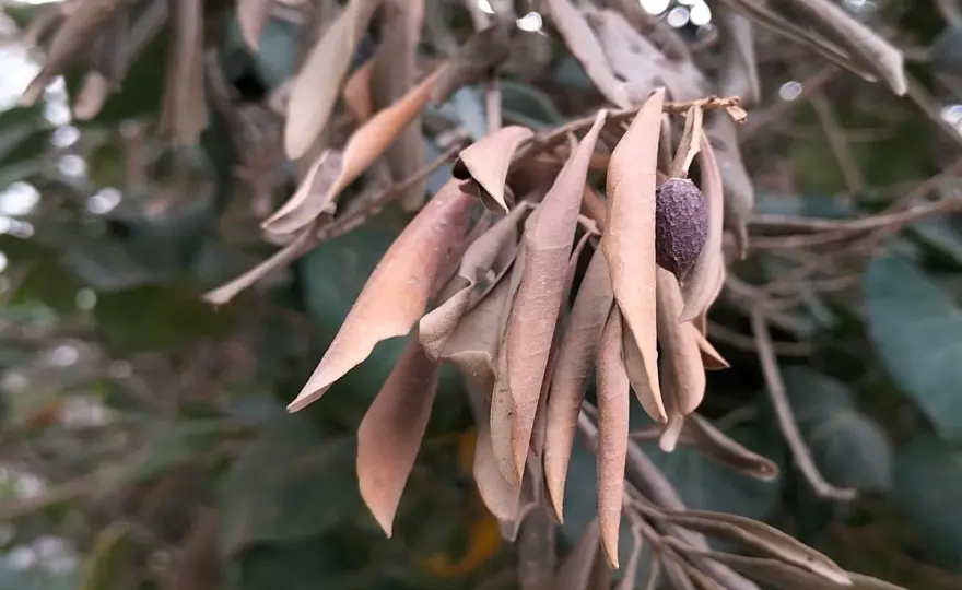 Corteccia dell’olivo rovinata? Riconosci cause e rimedi