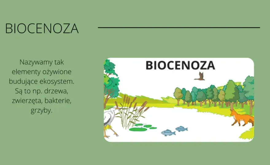  Co to jest ekosystem? Definicja i czym się charakteryzuje ten układ przyrodniczy