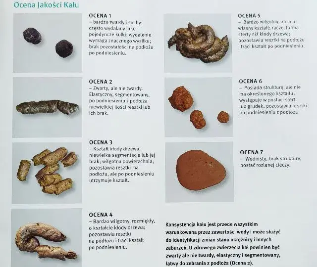 Stolec żółty u psa: co oznacza i jakie są możliwe przyczyny?