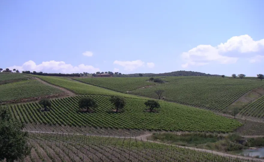 Morellino di Scansano - toskańskie wino na aperitif?