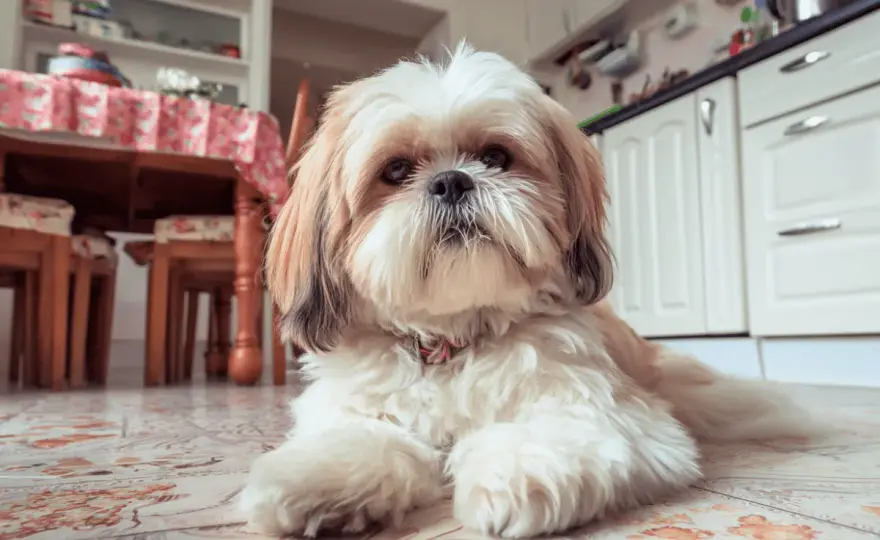 Czego nie może jeść shih tzu? Lista zakazanych produktów i ratunek