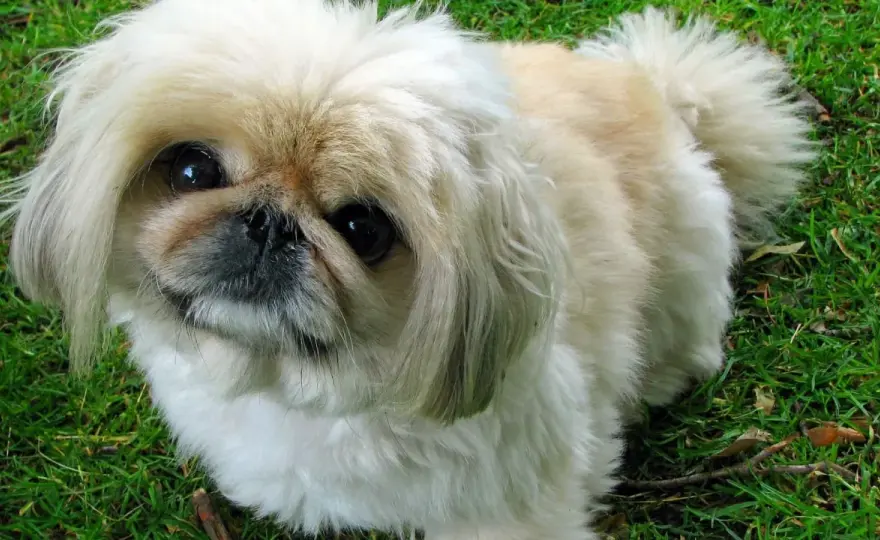 Razas de perros chinos y japoneses - ¿Cuál es para ti?