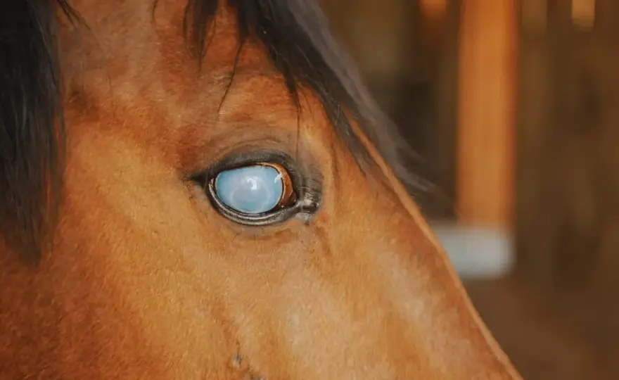 Œil cheval gonflé - Quand s'inquiéter et que faire?